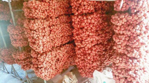 Hành củ Kinh Môn, nguyên liệu tự nhiên để làm hành sấy