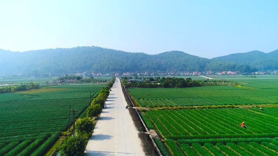 Cánh đồng hành tại Kinh Môn Hải Dương