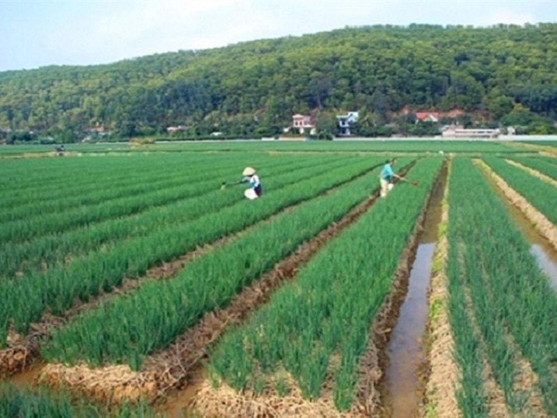Kỹ thuật canh tác hành tại Kinh Môn