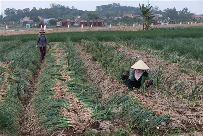 Thu hoạch hành tại Hải Dương