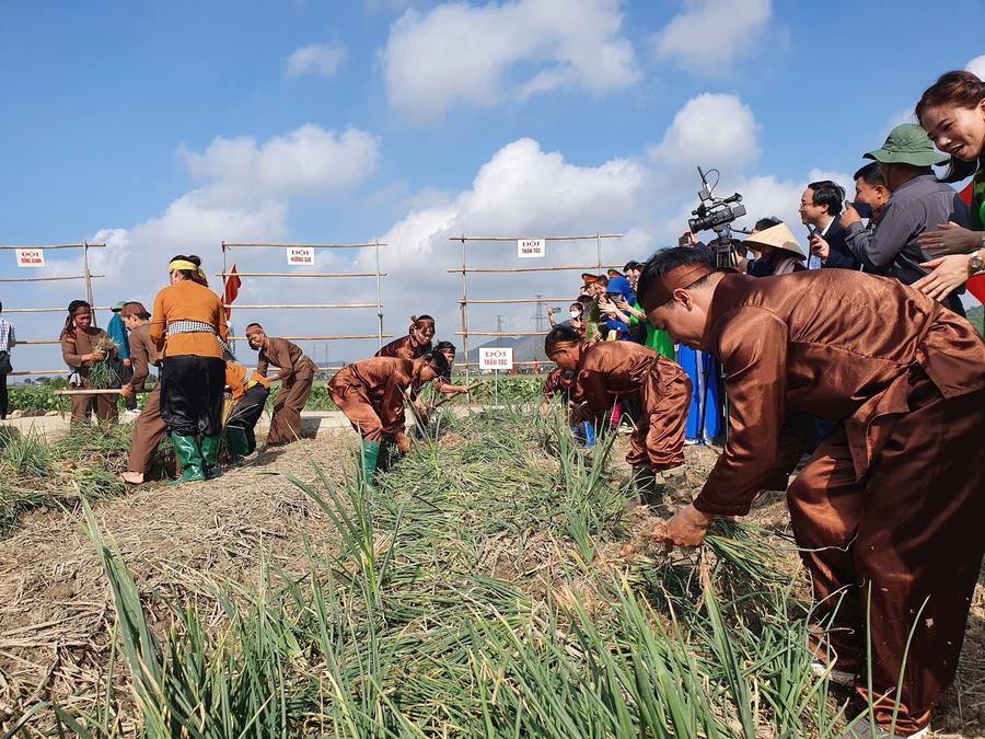 Ngày hội thu hoạch hành tỏi