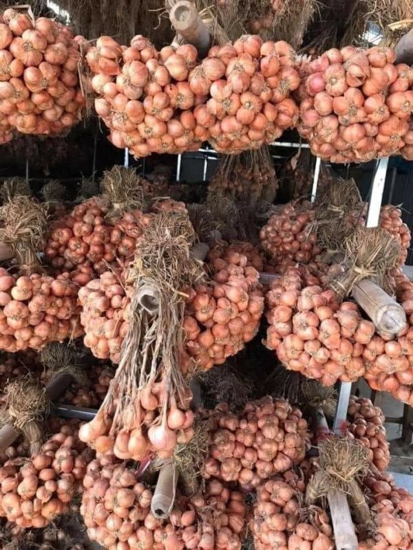 Bảo quản hành sau khi thu hoạch