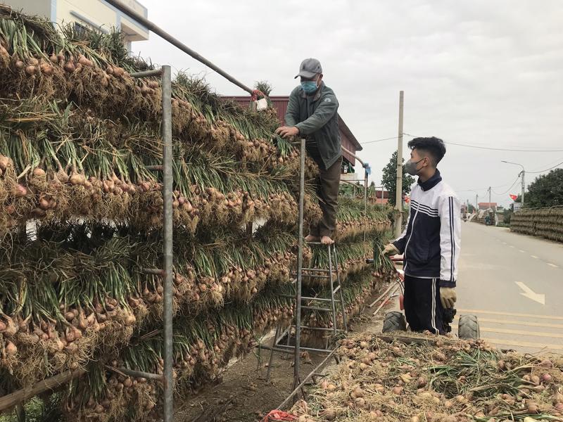 Sau khi thu hoạch có thể phơi tại ruộng hoặc treo lên giá để làm khô hành