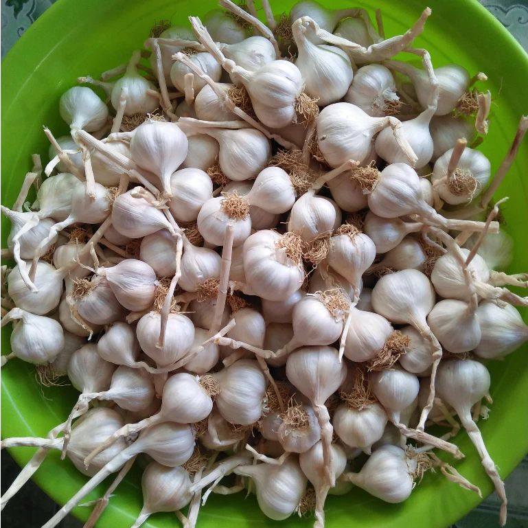 Tỏi Lý Sơn bản địa có kích thước nhỏ
