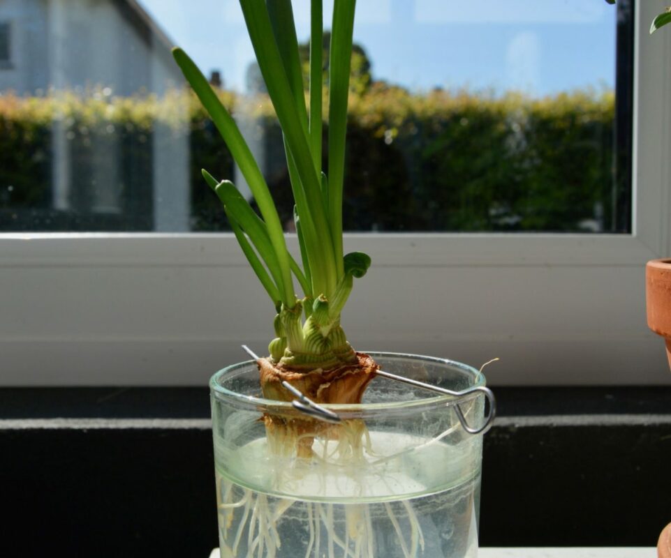 Trồng hành trong cốc để bàn làm việc