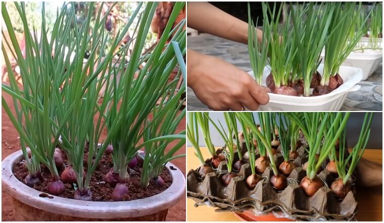 Trồng hành bằng cách tận dụng hành củ trong bếp