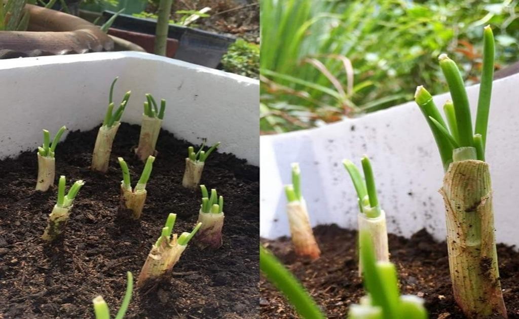 Trồng hành bằng gốc hành lá