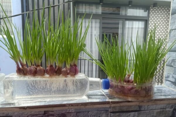 Trồng hành tại nhà đơn giản